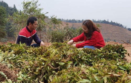 醴陵市政府引領綠色發(fā)展 新建1500畝五彩茶園推動農(nóng)副產(chǎn)品銷售