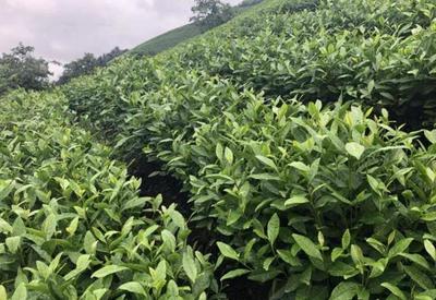 茶園土壤的覆蓋與灌溉技術 提升茶葉品質與產量的關鍵