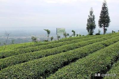 互聯(lián)網(wǎng)+蒙頂山茶 味獨珍茶業(yè)的數(shù)字化種植新篇章